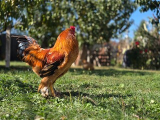 Rooster in the garden in the farm © xpabli