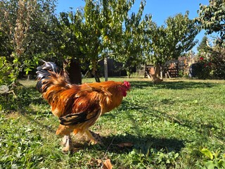 Rooster in the garden in the farm © xpabli