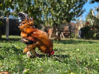Rooster in the garden in the farm © xpabli