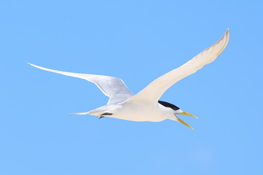Great Crested Tern flying over Latham Island, Tanzania
