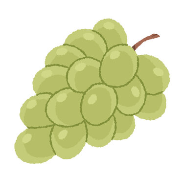 Fresh Shine Muscat grapes bunch with vine leaves. Vector fruit icon