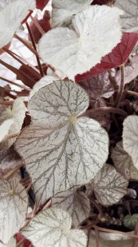 begonia plant leaves growing in garden, silver foliage with dark green veins and red stems in close-up, indoor gardening and botanical concept