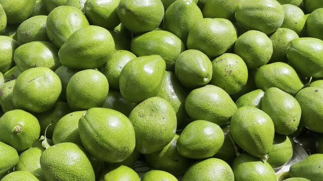 pile of fresh green avocados in close-up, raw whole tropical fruits in natural sunlight, healthy vegan diet ingredient in slow motion taken in 60fps