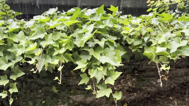 wet green ivy plant growing on stone wall in rain, fresh vibrant leaves covered in water drops, natural weather and botanical growth concept