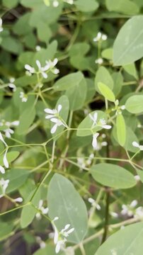 small white euphorbia hip hop flowers in garden, delicate petals and green leaves in close-up, hand held shot taken in 60fps and in natural lighting