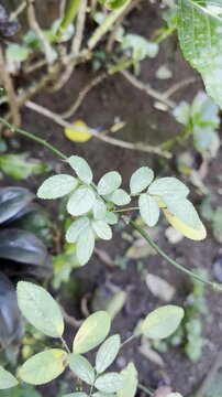 green rose plant leaves with white powdery mildew disease, taken in natural outdoor lighting and hand held, plant health and gardening disease concept