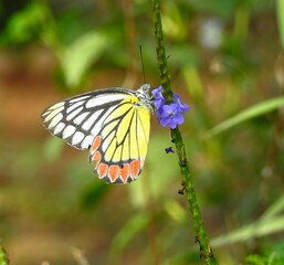 Common Jezebel butterfly feeding on purple flower © Sandeep
