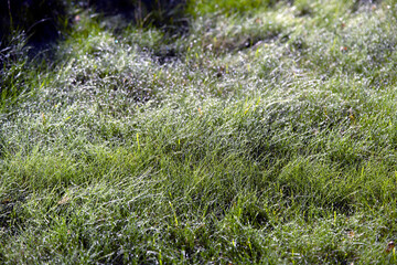 green gras un sweden,sverige © Mats