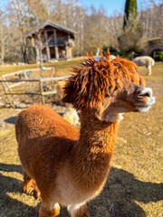 Obraz premium brown alpaca standing in a sunny farm field