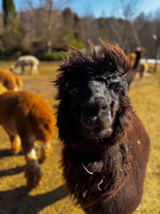 Obraz premium black alpaca looking at the camera in a sunny field