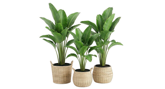 Group of lush green Strelitzia plants in woven baskets, isolated on white background