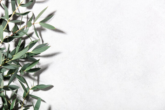 Minimal Botanical Background with Eucalyptus Leaves on Light Surface