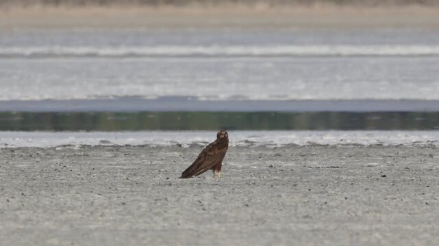 Female western marsh harrier in Limassol Salt Lake habitat, Akrotiri, 4K
