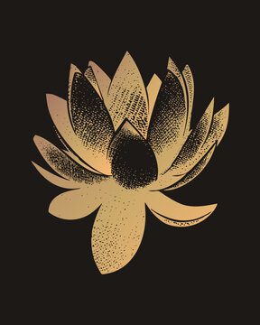 Water lily padma in Sanskrit, the sacred lotus in engraved dotwork shading with warm gold gradient petals. Vintage botanical style lends this bloom timeless elegance.