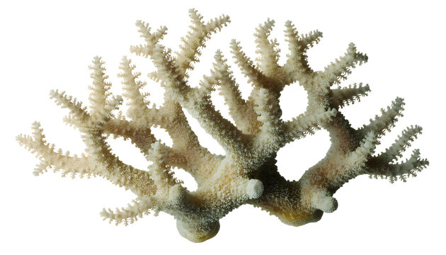 Branching coral specimen isolated graphic for marine conservation and