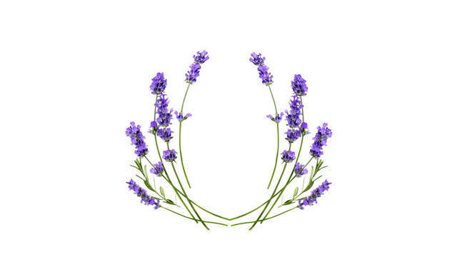 Purple lavender flower frame and wreath isolated on black background