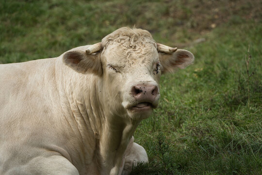 A Charolais cow is lying relaxed in the meadow.