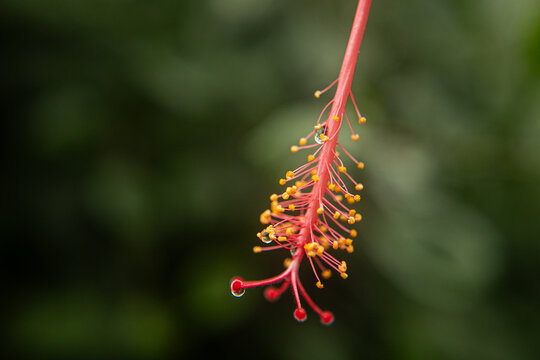 detalle de flor de avispa 