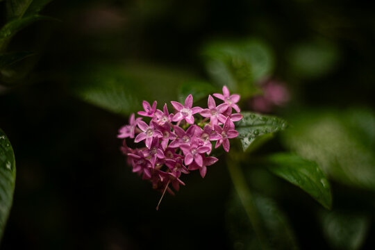 florecitas moradas