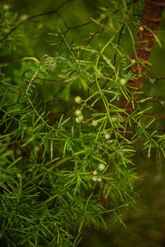 planta verde
