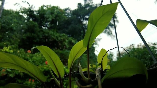 Vibrant green philodendron leaves growing in hanging basket in tropical garden closeup rainfall