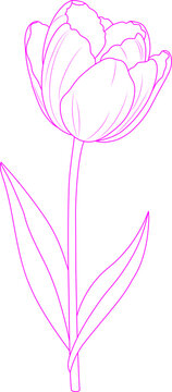 Detailed Blue Outline Vector Illustration of a Single Tulip on White