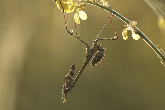 empusa sp 