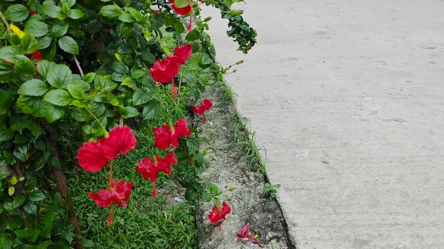 Hibiscus herbal red flowers blooming in fresh outdoor green garden