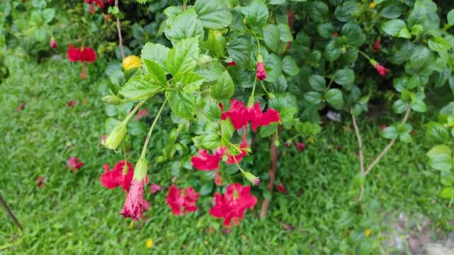 Hibiscus fresh red herbal flowers blooming near garden wall background