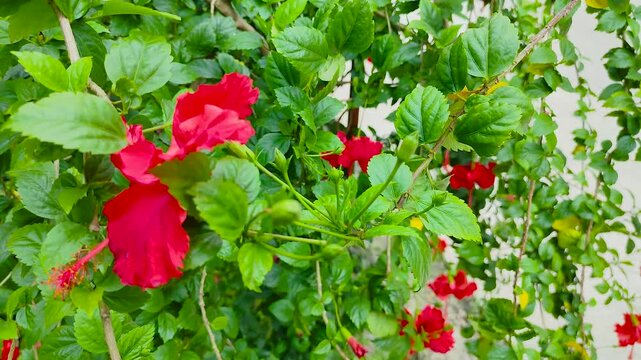 Vibrant red hibiscus flowers blooming in greenery
