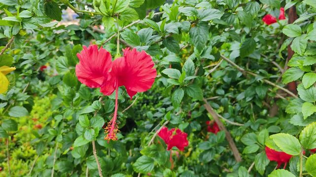 Hibiscus red herbal fresh blooming flower plant in outdoor garden
