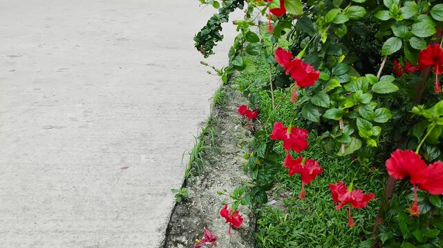 Hibiscus herbal red blooming flowers in fresh natural green garden