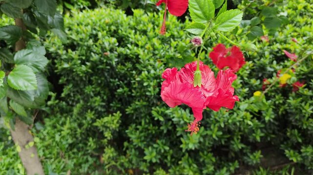 Hibiscus fresh herbal red flower blooming in outdoor nature garden