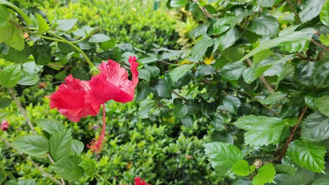 Hibiscus red herbal blooming flower plant near garden wall background