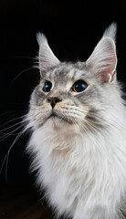  A striking close-up portrait of a majestic Maine Coon cat with its intense, amber-tinted eyes look upward with an expression of alert curiosity. © Lisa