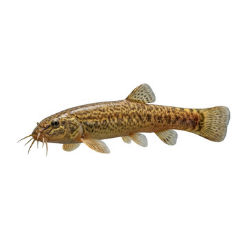A brown spotted loach fish isolated on transparent background, showcasing detailed scales and barbels texture