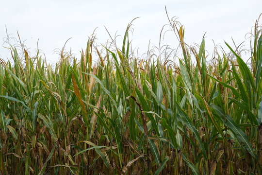 Nahaufnahme eines reifen Maisfelds im Herbst vor hellem Himmel