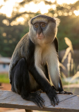 Mona monkey sitting on a wooden railing, Boabeng, Ghana