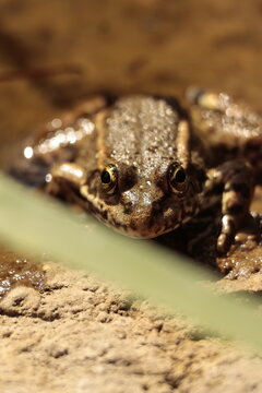 frog in the water