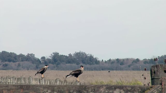 Southern Caracara Raptors Known As Caranchos Perched Outdoors In Open Countryside Field in Argentina - 4K