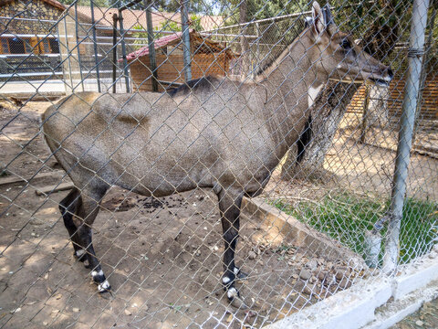 Nilgai antelope stands peacefully inside a large metal mesh enclosure at a wildlife park on a bright sunny day showing its grey fur and legs