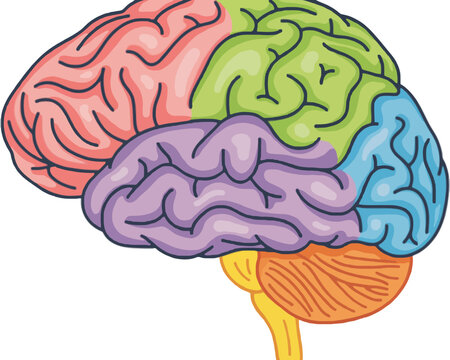 brain vector illustration colorful lobes cerebral cortex frontal parietal occipital temporal mind thinking psychology medical diagram isolated on white background