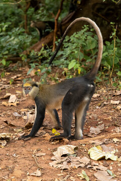 Mona monkey walking on the forest floor, Boabeng, Ghana
