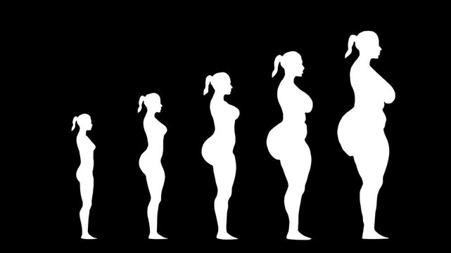 Silhouette progression of female body shapes illustrating growth stages pregnancy transformation