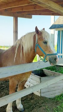 Palomino horse standing behind a wooden paddock fence beside a feeding trough. Rural farm animal care in an equestrian stable setting.