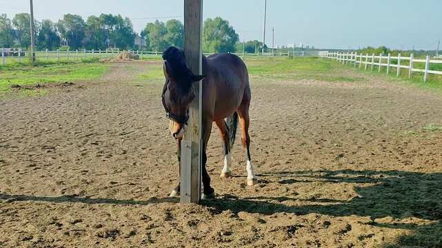 Horse rubs its head against a wooden post in an outdoor paddock. Equine self-grooming behavior and animal care
