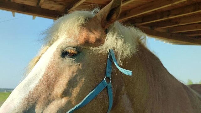 Horse turns its head beneath a shelter. Close-up equine portrait of a haltered animal at a farm pasture