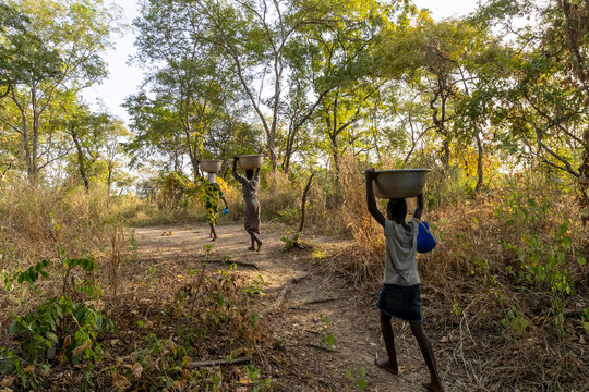 Women carrying basins along a bush path, Mole national park, Ghana