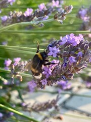 Bumblebee gathering nectar on blooming lavender flower close up © Валерия Лебедева