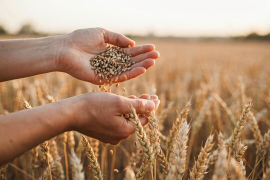Farmer holding and pouring golden wheat grains in a field during harvest time